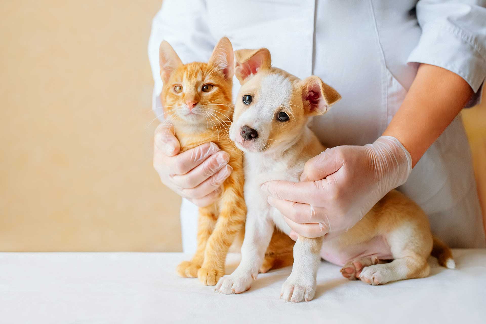 KEDİ VE KÖPEKLERDE KRONİK İSHAL KONULU SUNUM GENİŞLETİLMİŞ FORMDA 22 ARALIK PAZAR GÜNÜ DOUBLE TREE HOTEL'DE